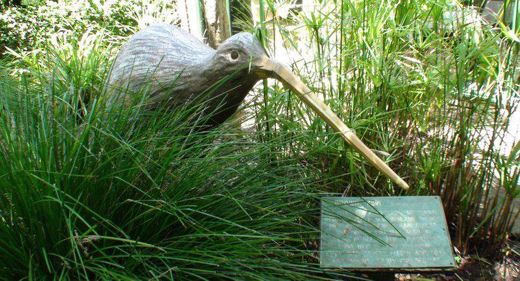 Was fressen Kiwi-Vögel?