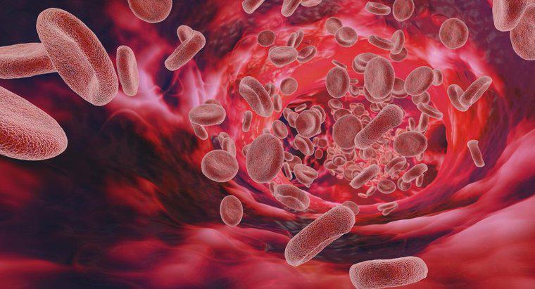 Was verursacht einen hohen Proteingehalt im Blut?