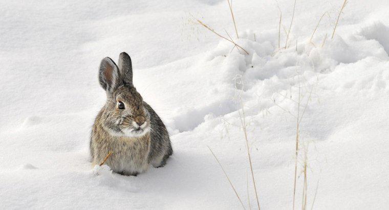 Halten Kaninchen im Winter Winterschlaf?