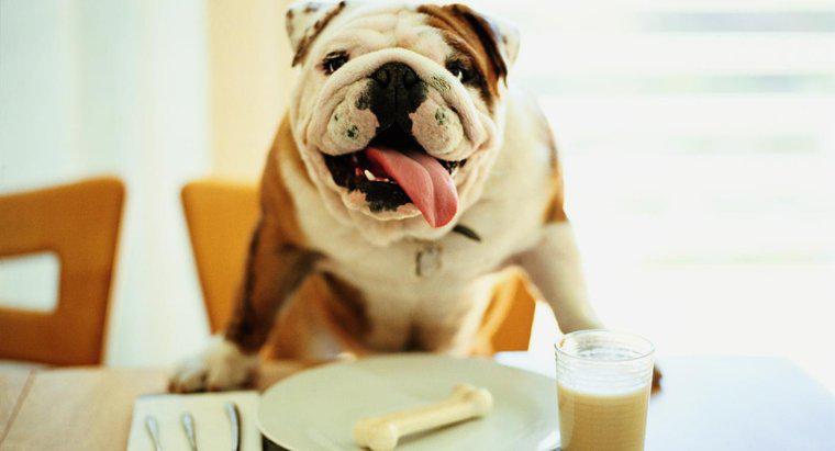 Ist Milch gut für Hunde?