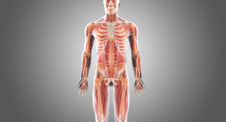 Was ist der größte Knochen im menschlichen Körper?