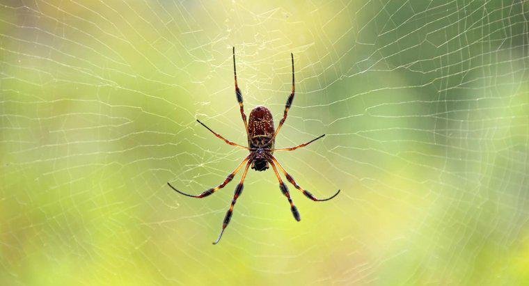 Was sind die verräterischen Anzeichen von Spinnenbissen auf der Haut?