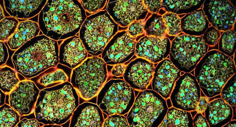 Was ist der Unterschied zwischen Pflanzenzellen vs. Tierische Zellen?