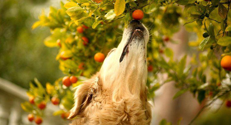 Welche Früchte sind für Hunde giftig?
