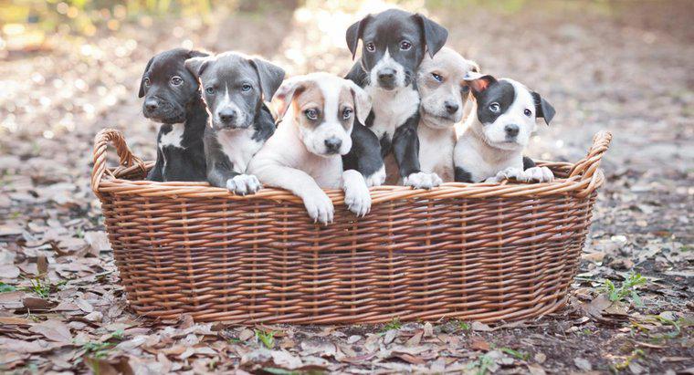 Was ist das beste Hundefutter für Pitbull-Welpen?