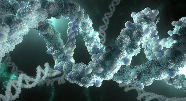 Warum muss DNA in der Lage sein, Kopien von sich selbst zu erstellen?