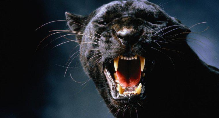 Was essen schwarze Panther?