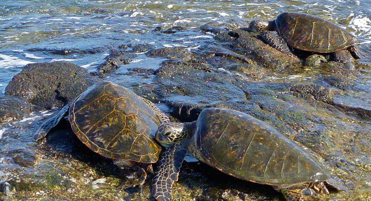 Wie nennt man eine Gruppe von Meeresschildkröten?