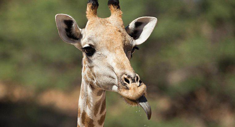 Welche Farbe hat die Zunge einer Giraffe?