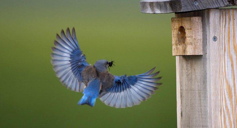 Was ist die symbolische Bedeutung eines Bluebird?