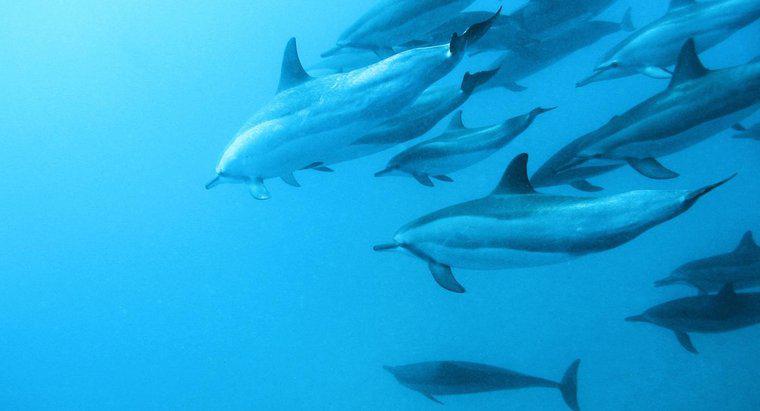 Was sind Feinde des Delphins?