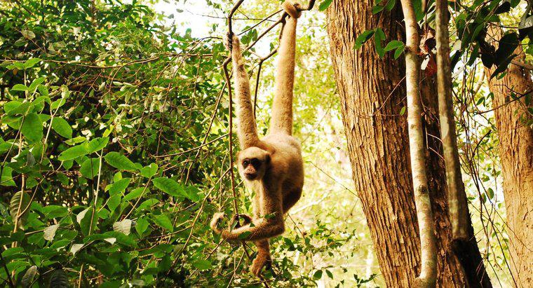 Wie überleben Affen im Dschungel?