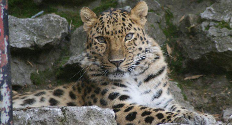 Wo steht der Amur-Leopard in der Nahrungskette?