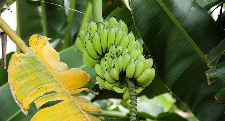 Wie lautet der wissenschaftliche Name einer Banane?