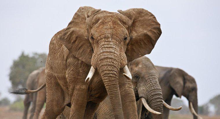 Wie viele Elefanten gibt es auf der Welt?