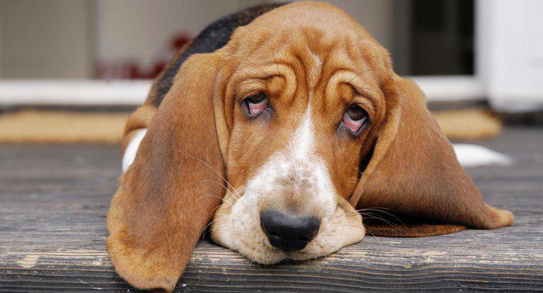 Was ist die empfohlene Ibuprofen-Dosierung für Hunde?