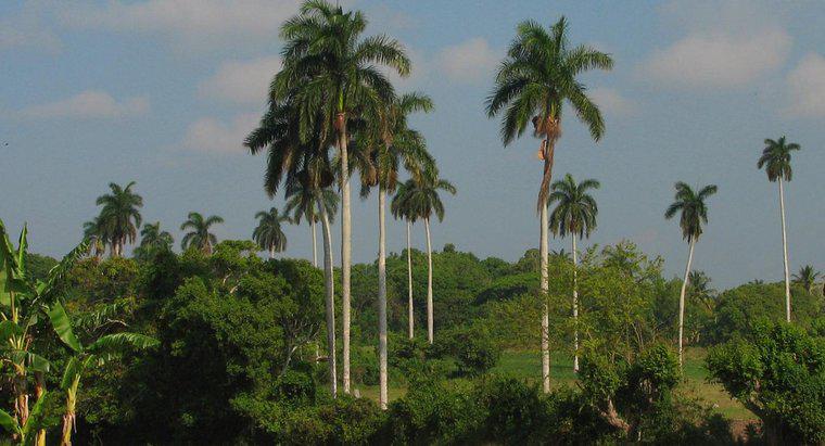 Wie pflegen Sie Queen Palm Trees?