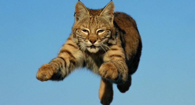 Wie schnell kann ein Bobcat laufen?