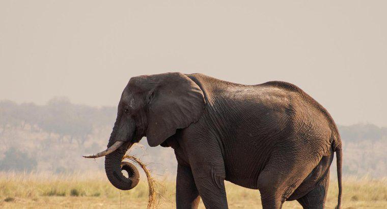 Was ist der größte Elefant?