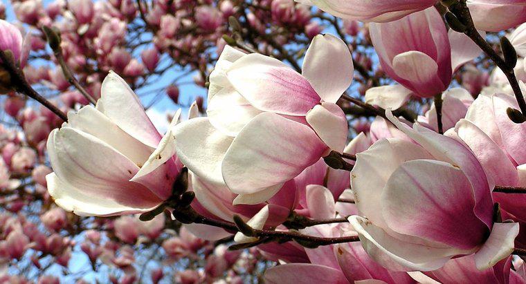 Wie trimmt man einen Magnolienbaum?