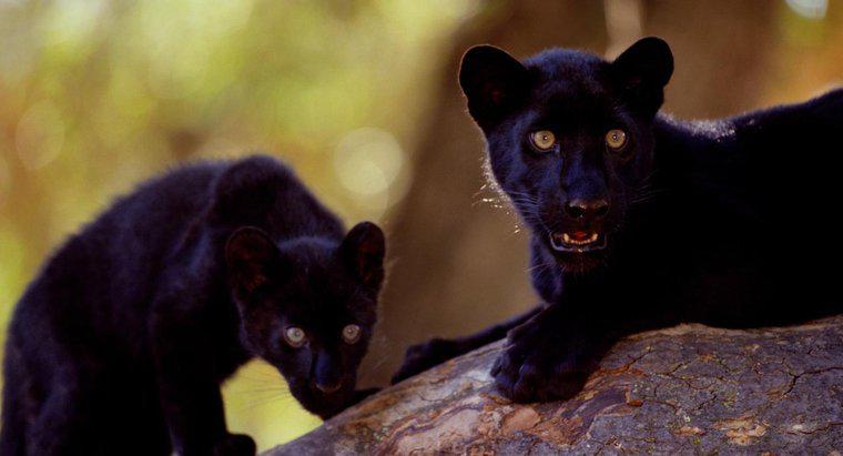 Wo leben Black Panthers?