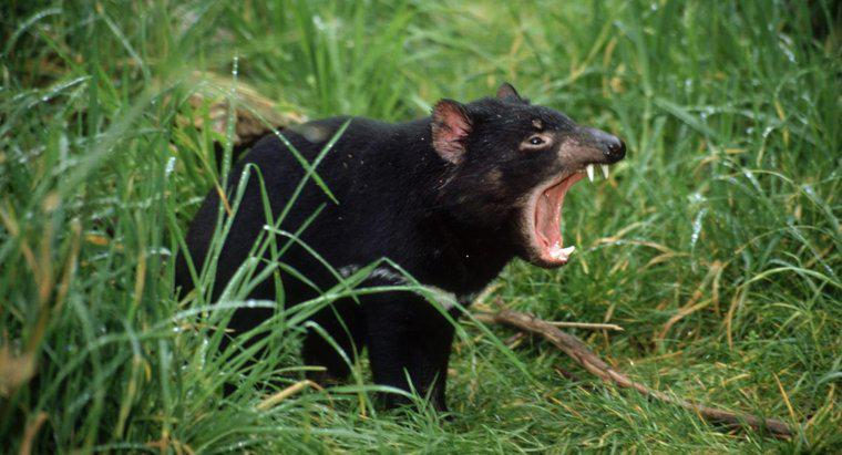 Wie wurden Tasmanische Teufel gefährdet?