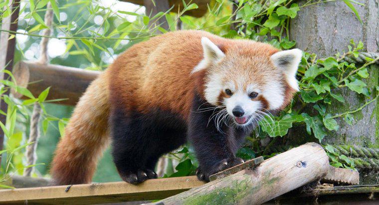 Wie sieht der Firefox oder Red Panda aus?