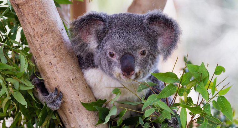 Essen Koalas Bambus?