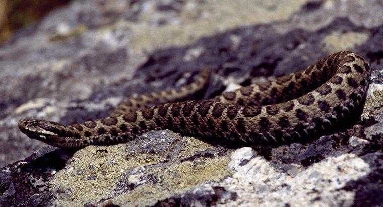 Gibt es in Italien giftige Schlangen?