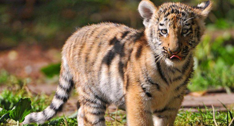 Wie lange dauert es, bis sich ein Tigerbaby im Mutterleib bildet?