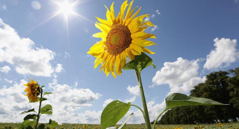 Wie viel Prozent der Sonnenenergie verbrauchen Pflanzen?