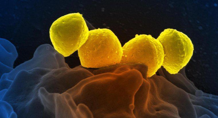 Sterben Bakterien beim Einfrieren?