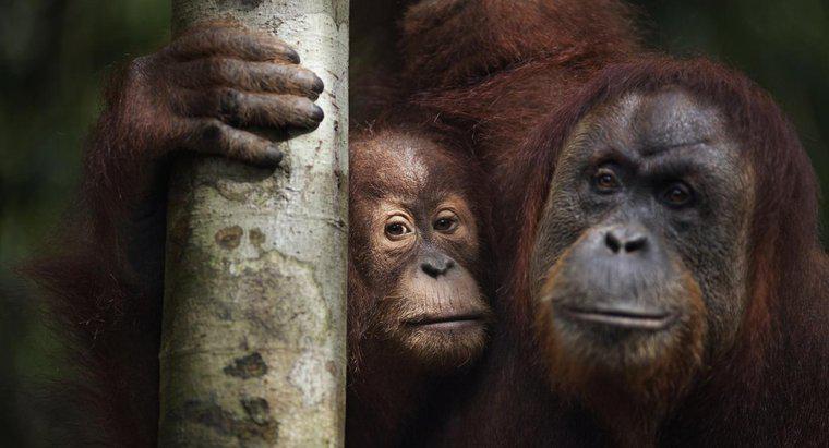Was sind einige der am stärksten gefährdeten Tiere Asiens?