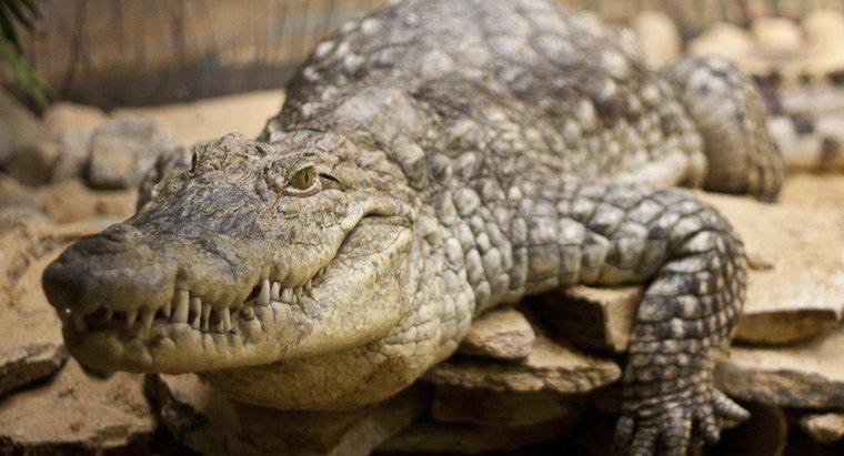 In welchem ​​Lebensraum leben Krokodile?