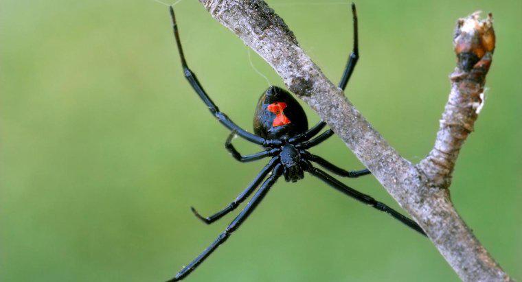 Was sind die Erkennungsmerkmale einer Black Widow Spider?