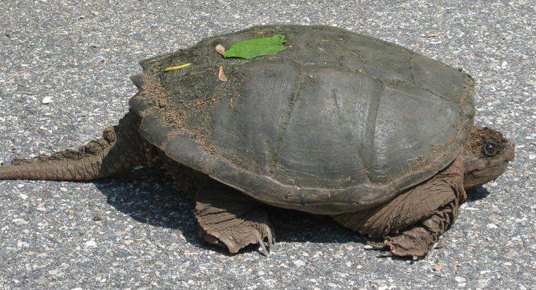 Warum haben Schildkröten Schwänze?