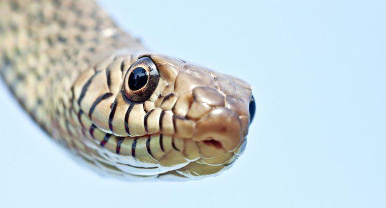Wie viele Schlangen gibt es auf der Welt?