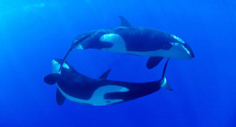 Was ist der Lebensraum des Killerwals?