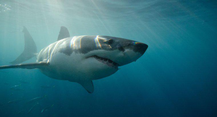 Wie schnell kann ein Weißer Hai schwimmen?