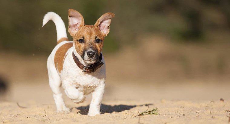 Wie pflegen Sie einen kurzbeinigen Jack Russell Terrier?