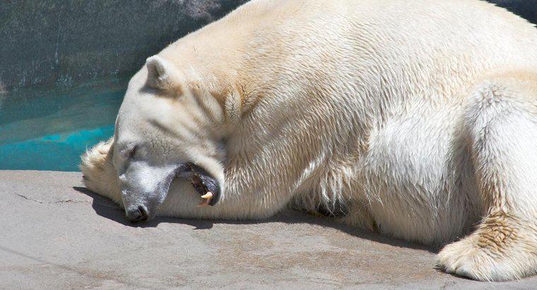 Warum haben Eisbären große Pfoten?