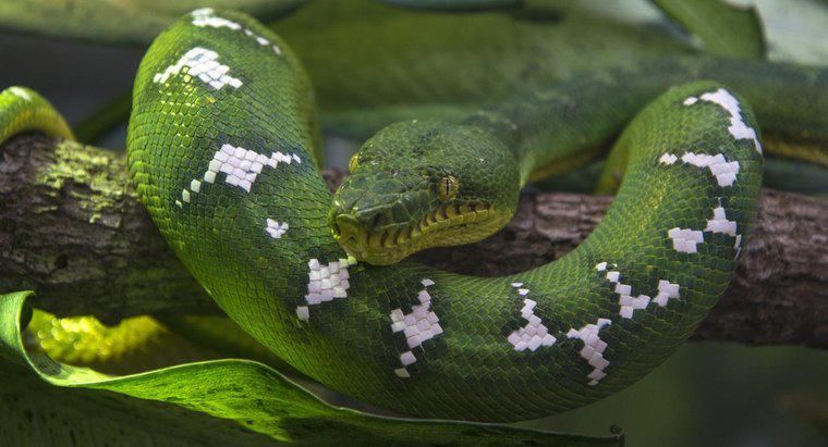 Was ist der wissenschaftliche Name für eine Schlange?