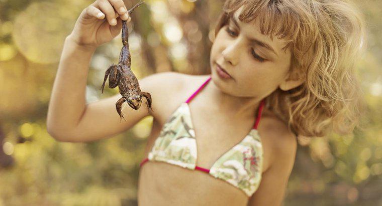 Wie erkennt man, ob ein Frosch ein Junge oder ein Mädchen ist?