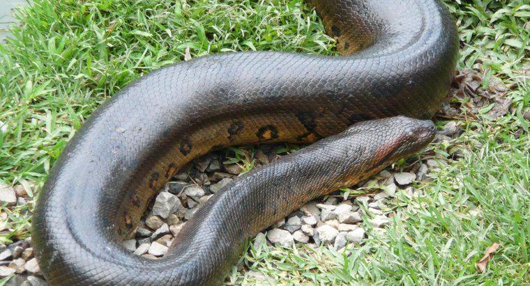 Wie schnell bewegen sich Anacondas?