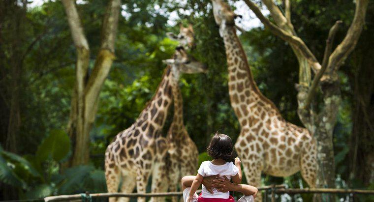 Warum sind Zoos wichtig?