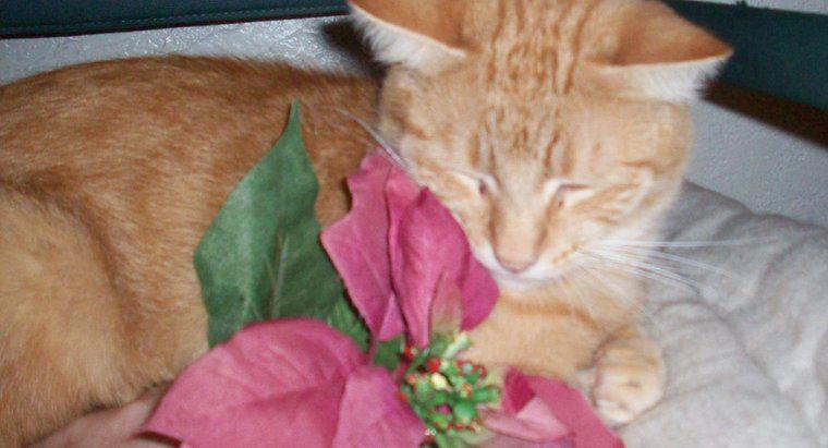 Sind Weihnachtsstern-Pflanzen giftig für Katzen?