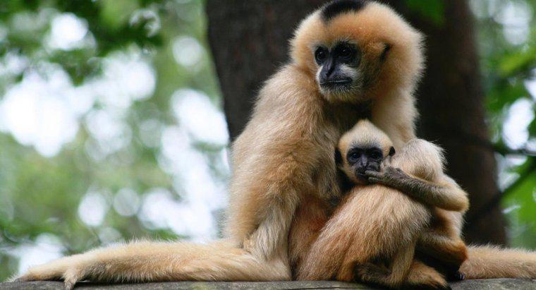 Wie viele Babys kann ein Affe gleichzeitig bekommen?