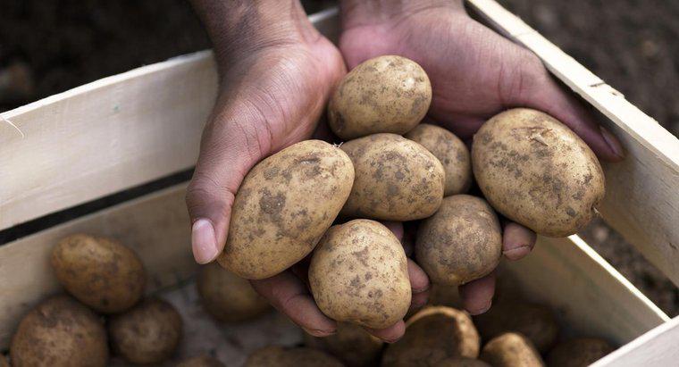 Woher wissen Sie, ob eine Kartoffel schlecht geworden ist?