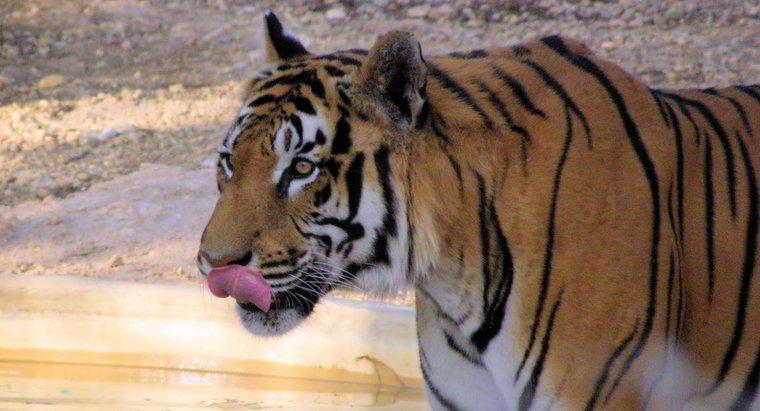 Ist ein Tiger ein Allesfresser, Fleischfresser oder Pflanzenfresser?