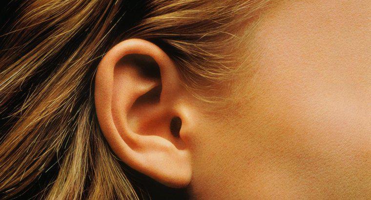 Welche Funktion hat die Cochlea?